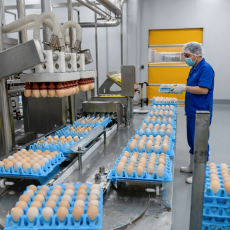 Линия для варки куриных яиц и очистки от скорлупы  - Птицеводство. Оборудование Kaleter для промышленного содержания птицы. 