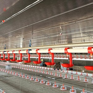 1.	Ниппельная линия поения - Птицеводство. Оборудование Kaleter для промышленного содержания птицы. 