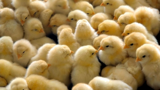 Дебикирование и вакцинация суточных цыплят  - Птицеводство. Оборудование Kaleter для промышленного содержания птицы. 