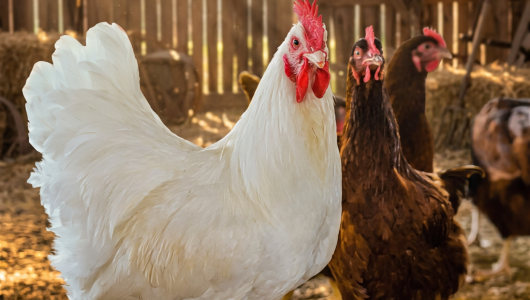 Содержание родительского стада - Птицеводство. Оборудование Kaleter для промышленного содержания птицы. 