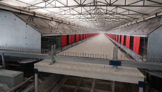 Гнезда для кур - Птицеводство. Оборудование Kaleter для промышленного содержания птицы. 