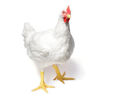 Выращивание бройлеров - Птицеводство. Оборудование Kaleter для промышленного содержания птицы. 