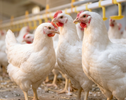 Содержание птицы. Как подготовиться к изменениям в 2025 году - Птицеводство. Оборудование Kaleter для промышленного содержания птицы. 