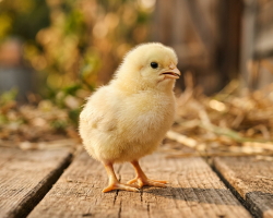 Болезнь Ньюкасла - Птицеводство. Оборудование Kaleter для промышленного содержания птицы. 