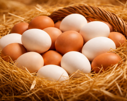 Яйценоскость кур  - Птицеводство. Оборудование Kaleter для промышленного содержания птицы. 