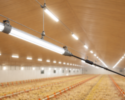 Освещение для птицефабрик - Птицеводство. Оборудование Kaleter для промышленного содержания птицы. 