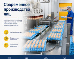 Линия для автоматической варки и очистки куриных яиц - Оборудование для промышленного содержания свиней и птицы. Оборудование для переработки овощей и фруктов