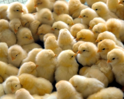 Инновации в птицеводстве: Лазерный комбинированный станок для дебикирования и вакцинации суточных цыплят - Птицеводство. Оборудование Kaleter для промышленного содержания птицы. 