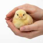 Болезнь Ньюкасла - Птицеводство. Оборудование Kaleter для промышленного содержания птицы. 