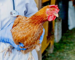 Содержание птицы. Как подготовиться к изменениям в 2025 году - Птицеводство. Оборудование Kaleter для промышленного содержания птицы. 