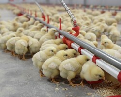 Поилки для кур - Птицеводство. Оборудование Kaleter для промышленного содержания птицы. 