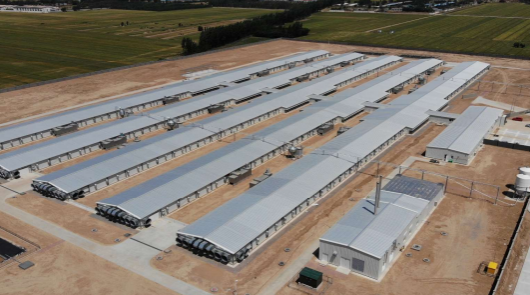 Птицеводство. Международные проекты 